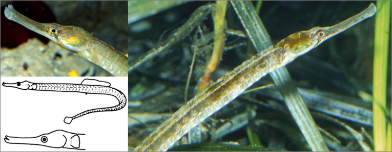 Figure 1 from Presence of the broad-nosed pipefish (Syngnathus