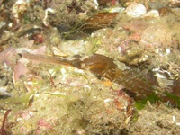 Greater pipefish - Syngnathus acus