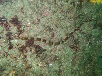 Greater pipefish - Syngnathus acus