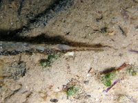Syngnathe-aiguille - Syngnathus acus