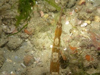 Male, Greater pipefish - Syngnathus acus