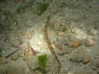 Male, Greater pipefish - Syngnathus acus