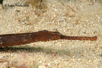 Narrow-snouted pipefish - Syngnathus tenuirostris
