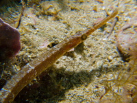 Female, Narrow-snouted pipefish - Syngnathus tenuirostris