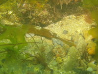 Narrow-snouted pipefish - Syngnathus tenuirostris?