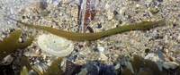 Male, Lesser pipefish - Syngnathus rostellatus