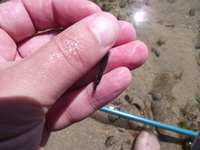 Lesser pipefish - Syngnathus rostellatus