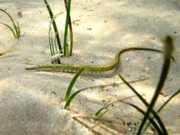 Syngnathe de lagune - Syngnathus abaster