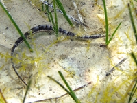Male, Black-striped pipefish - Syngnathus abaster