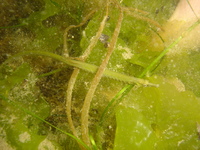 Femelle, Syngnathe de lagune - Syngnathus abaster