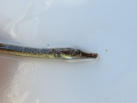 Black-striped pipefish - Syngnathus abaster