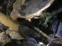 Syngnathe de lagune - Syngnathus abaster (?)