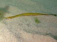 Male, Adriatic pipefish - Syngnathus taenionotus