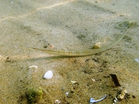 Female, Adriatic pipefish - Syngnathus taenionotus
