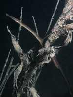 Male, Adriatic pipefish - Syngnathus taenionotus