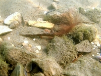 Adriatic pipefish - Syngnathus taenionotus