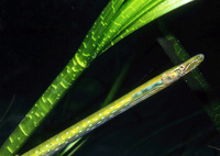 Female, Straightnose pipefish - Nerophis ophidion