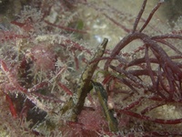 Male, Worm pipefish - Nerophis lumbriciformis