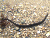 Male, Worm pipefish - Nerophis lumbriciformis