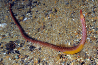 Male, Spotted worm pipefish - Nerophis maculatus