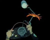 Swimming crab (Portunus convexus)