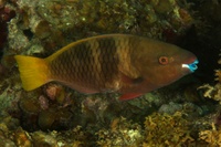 Scarus ferrugineus (female)