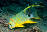 Symphorichthys spilurus - Lembeh Resort House Reef