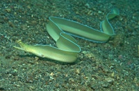 Pseudechidna brummeri - Lembeh Resort House Reef