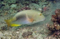 Choerodon anchorago - Lembeh Resort House Reef