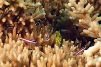 Eviota bifasciata - Lembeh Resort House Reef