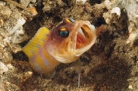 Opistognathus randalli - Lembeh Resort House Reef
