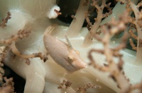 Acreichthys radiatus