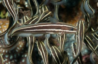 Plotosus lineatus
