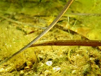 Syngnathe nageur de lagune - Syngnathus sp.