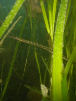 Male, Lagoon swimming pipefish - Syngnathus sp.