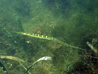 Male, Lagoon swimming pipefish - Syngnathus sp.