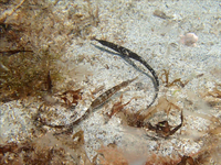 Unknown pipefish