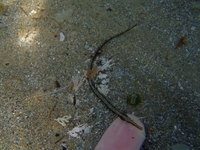 Undetermined pipefish - Syngnathus sp.