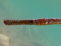 Female, Adriatic deep-snouted pipefish - Syngnathus typhle cf. rotundatus