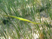 Female, Deep-snouted pipefish - Syngnathus typhle?