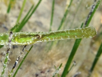 Deep-snouted pipefish - Syngnathus typhle