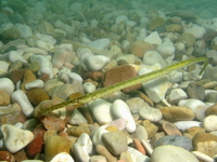 Adriatic deep-snouted pipefish - Syngnathus typhle cf. rotundatus