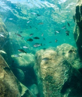 Shallow rocks in Mvuna: an aquarium in the wild