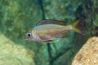 The 17 herbivorous species studied: Ophtalmotilapia boops (female)