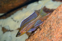 Paracyprichromis nigripinnis (male)