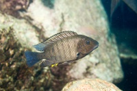 The 17 herbivorous species studied: Petrochromis famula