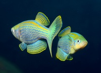 Lamprichthys tanganicanus (males)