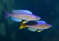 Cyprichromis leptosoma (males)