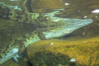 Crocodilus niloticus