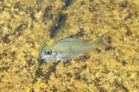 The 17 herbivorous species studied: Ophthalmotilapia boops (brooding female)